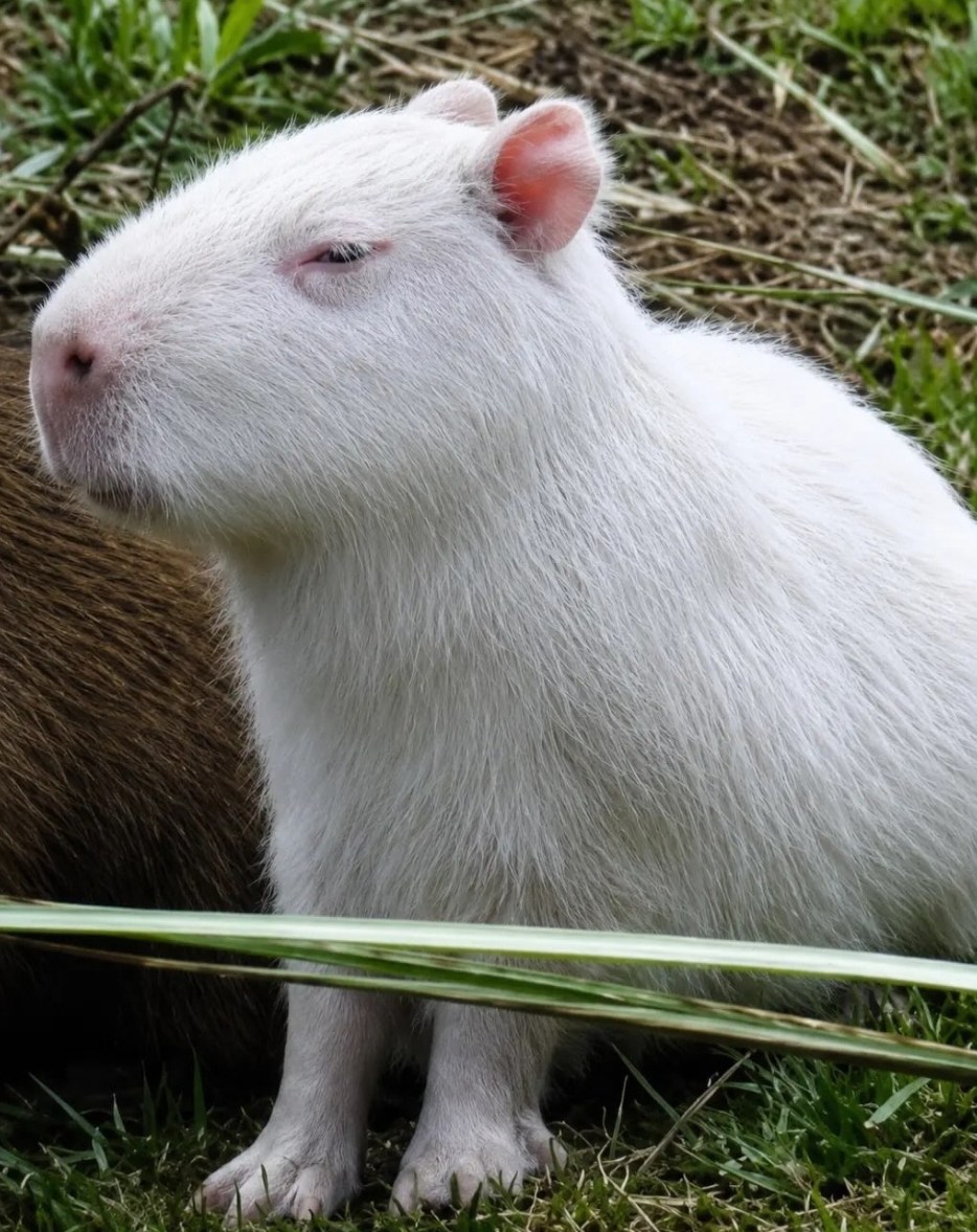 Rare albino capybara named Albert standing among normally colored capybaras